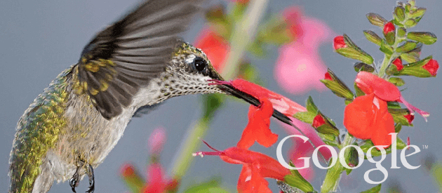 Hummingbird: Google's Biggest Algorithm Change in 12 Years