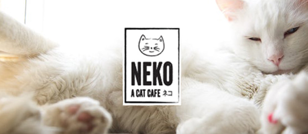 Client Spotlight: Seattle's Own Cat Cafe, Introducing Neko!