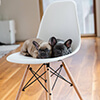 White Chairs with Puppies Thumbnail Link