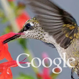 google-hummingbird-seo.png
